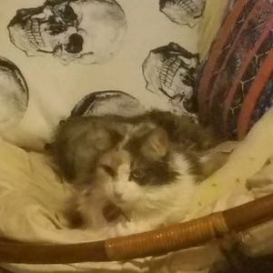 Meet your Posher, Ava